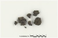 藏品(乾岩紫萼苔)的圖片